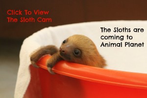 The Sloths Are Coming - Plus a Sloth Cam - Family Review Guide