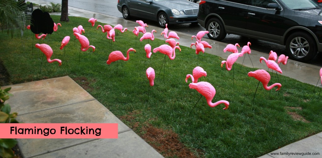 Flamingoo