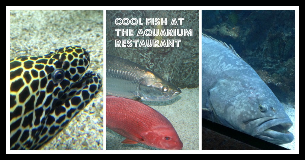 aquarium_fish