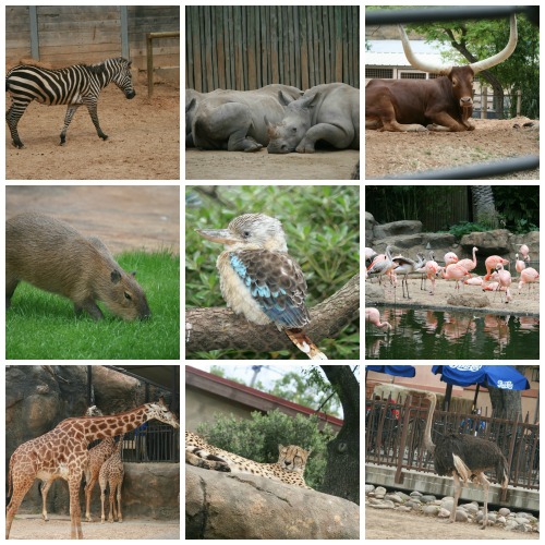 zoocollage