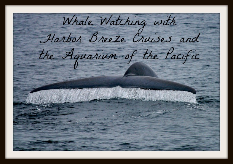 Big Day for Dolphin Sightings in Los Angeles - Harbor Breeze Cruises