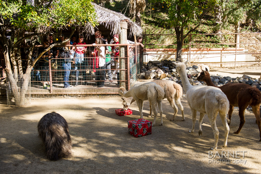 Rancho Wildlife Foundation Christmas in the Cages + A giveaway Family