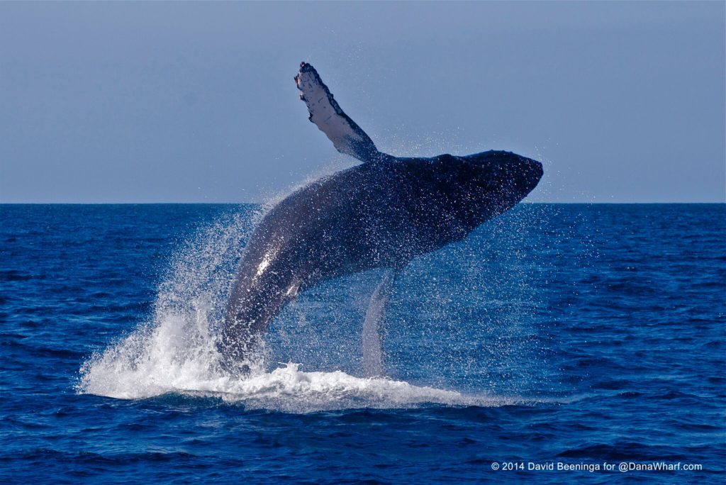 whale_watching