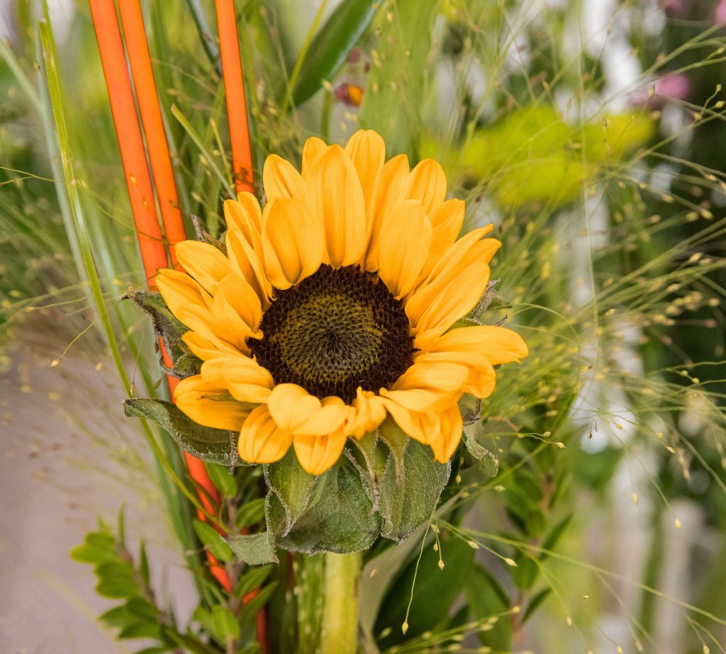 sunflowers