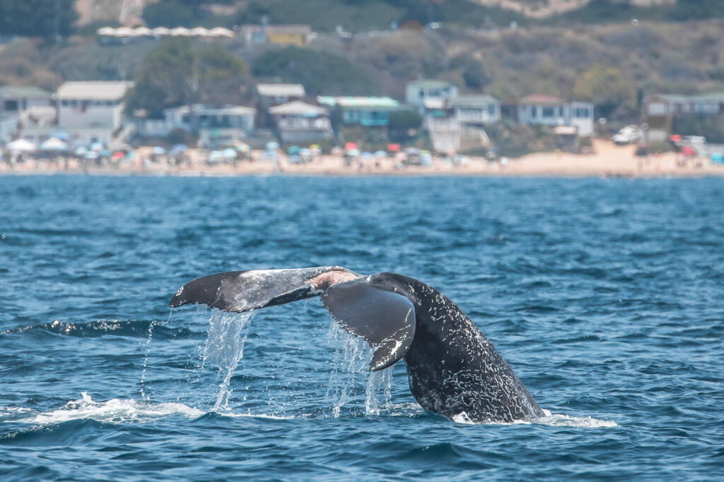 whale watching