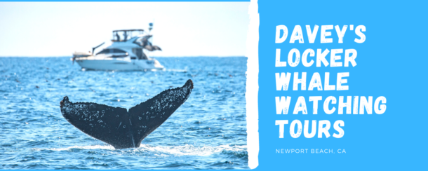 Davey's Locker Whale Watching Tours - Family Review Guide