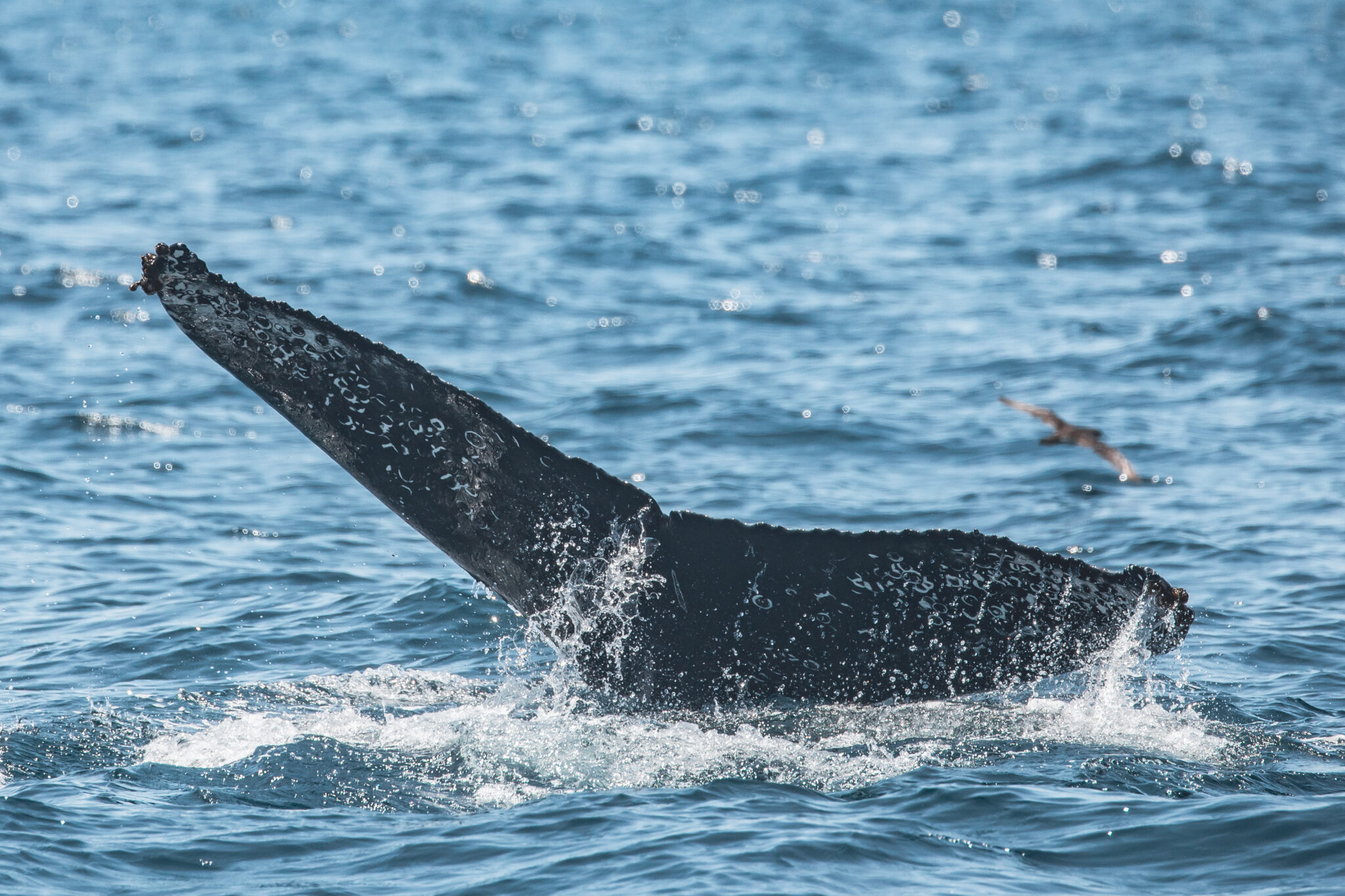 Davey's Locker Whale Watching Tours - Family Review Guide