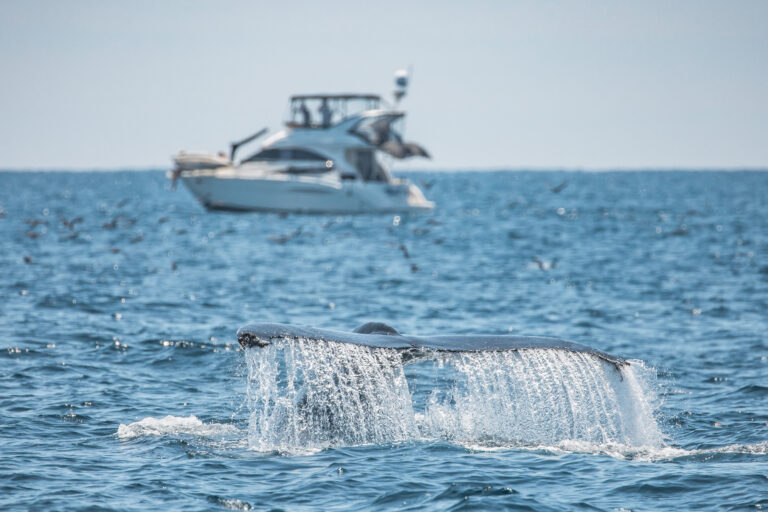 Davey's Locker Whale Watching Tours - Family Review Guide