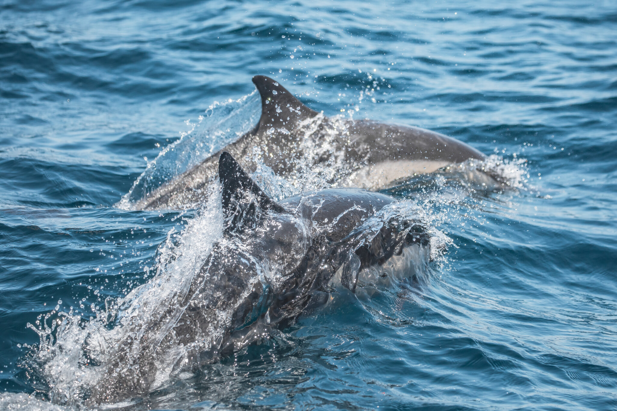 Davey's Locker Whale Watching Tours - Family Review Guide