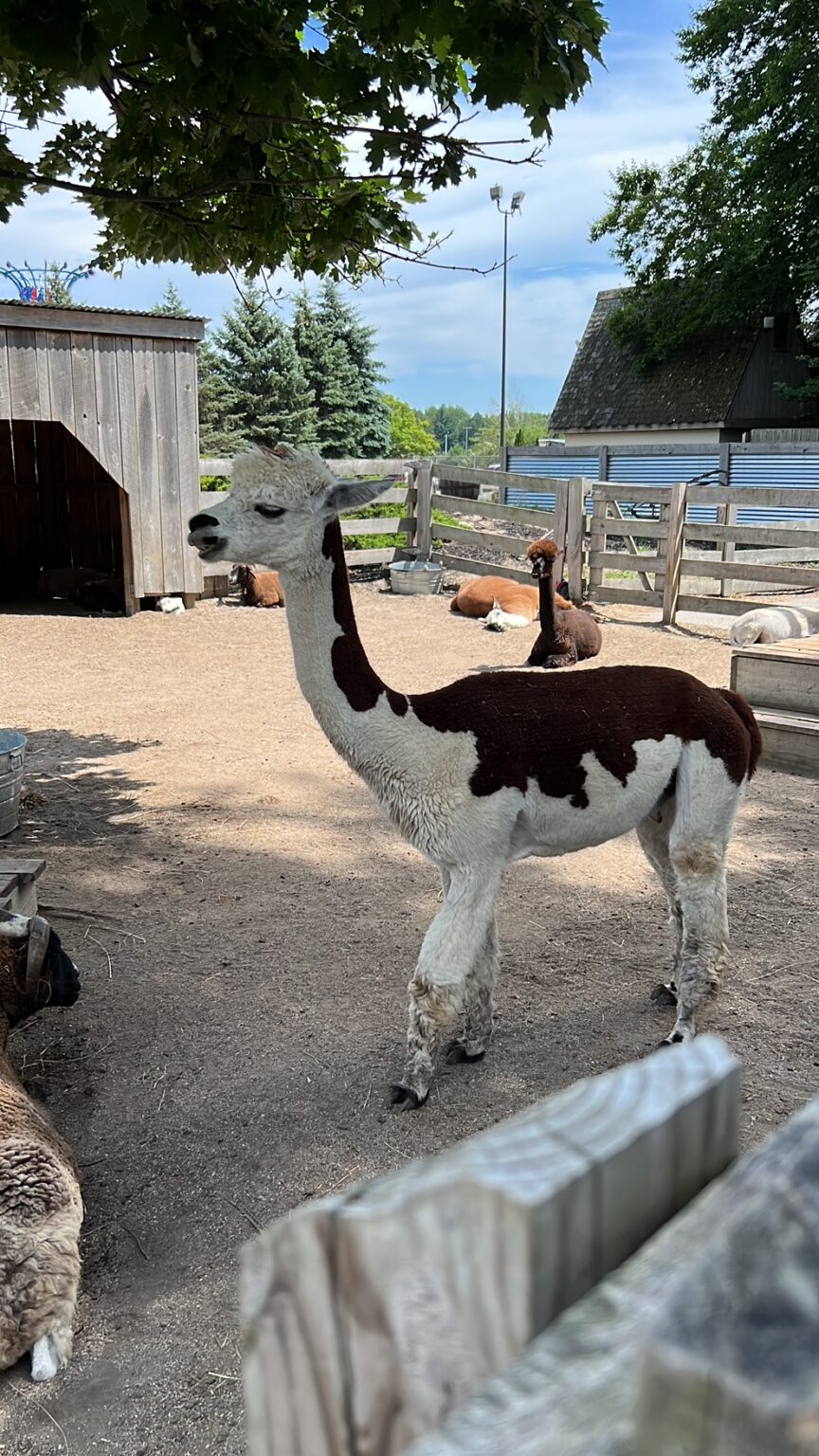 Guide To Covering Michigan's Adventure in 1 day - Family Review Guide